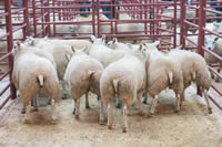 First prize Texels and Overall Champion